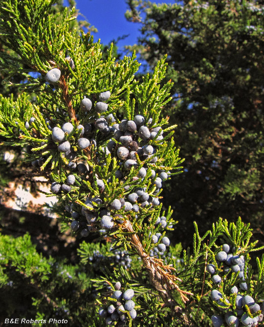 Cedar_berries