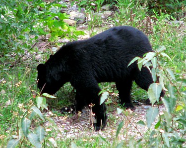 Black-bear