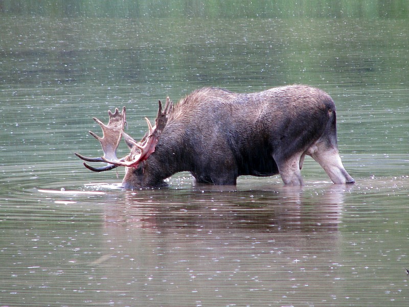 Bull_moose