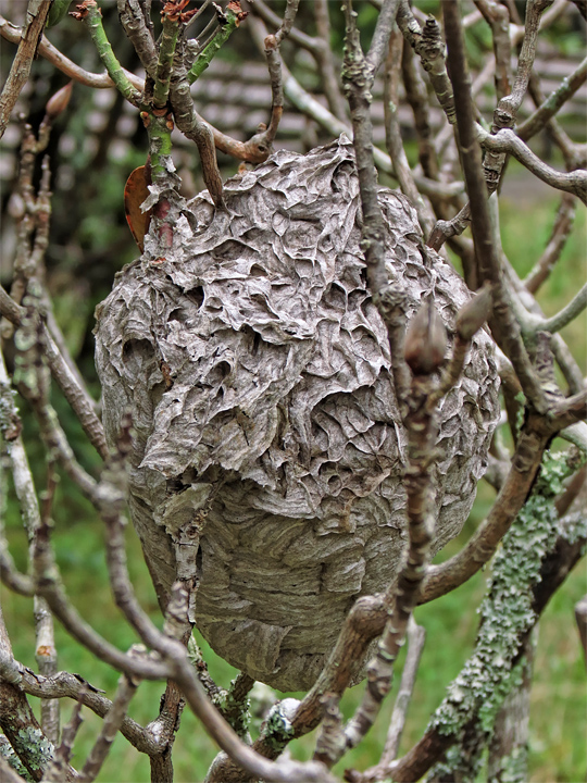 Hornet_nest