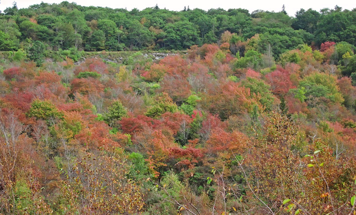 Graveyard_Fields