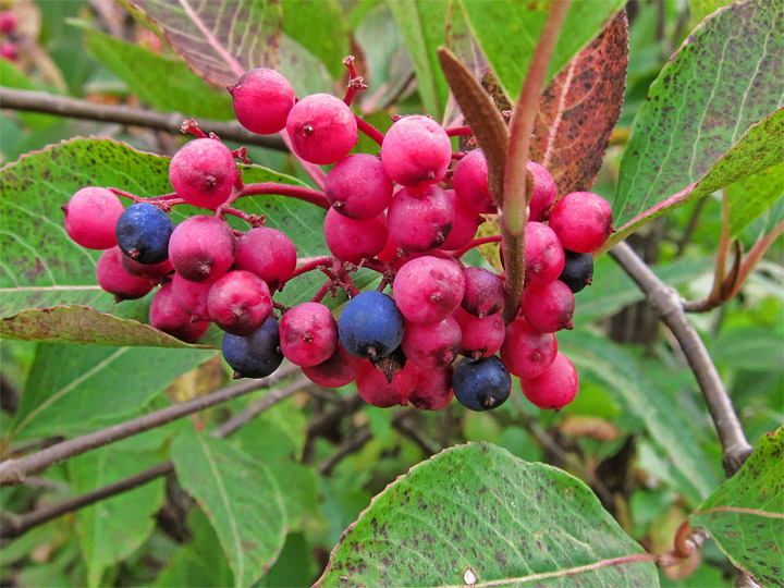 Berries