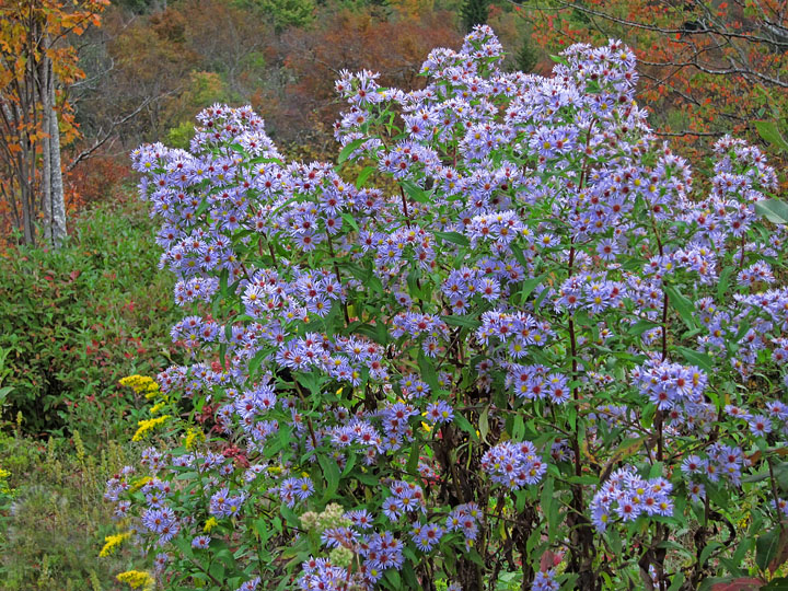 Asters