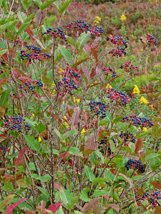 Berries