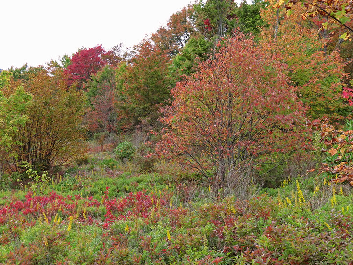 Graveyard_Fields