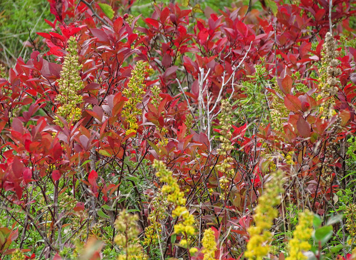 Graveyard_Fields