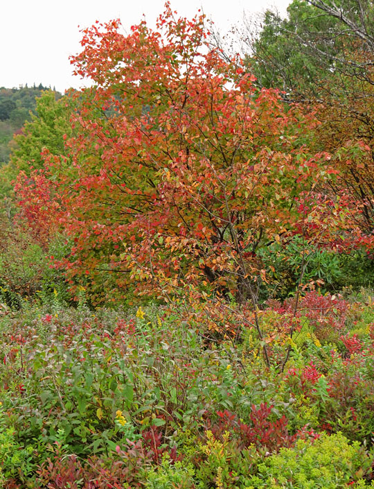 Graveyard_Fields