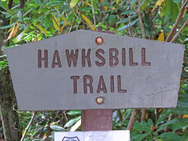Hawksbill_sign