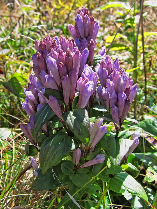 Gentian