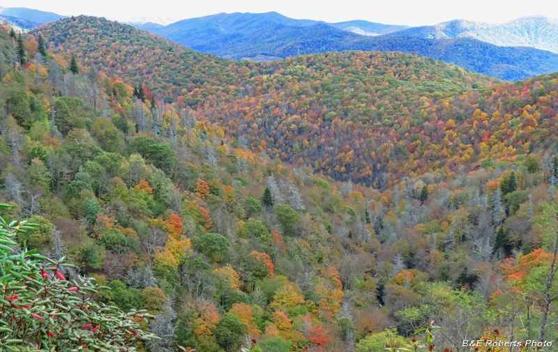 Parkway_foliage