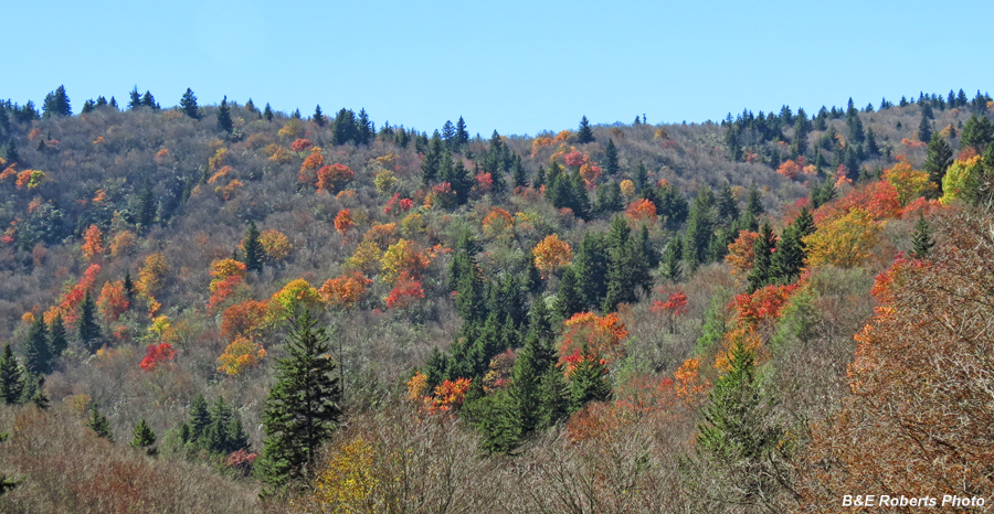 Foliage