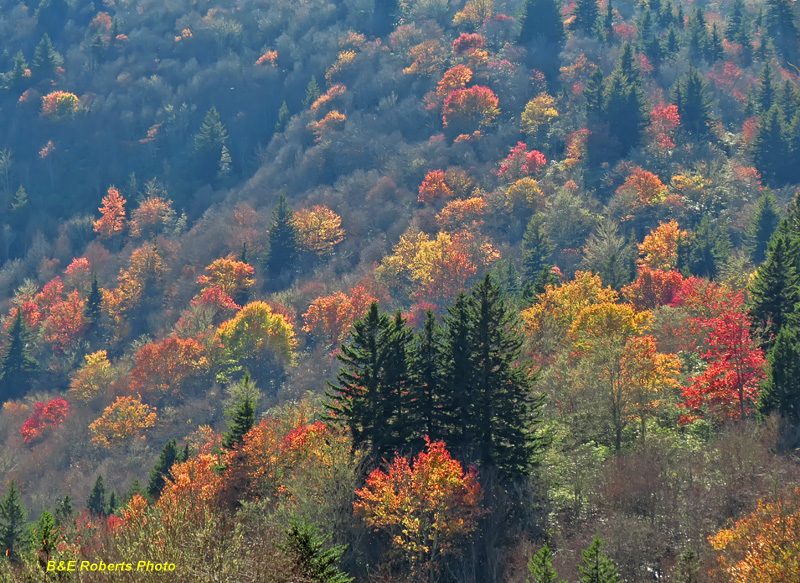 Black-Mtn-foliage