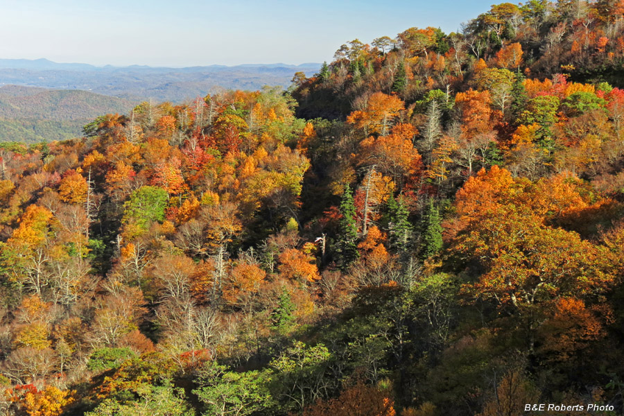 Foliage