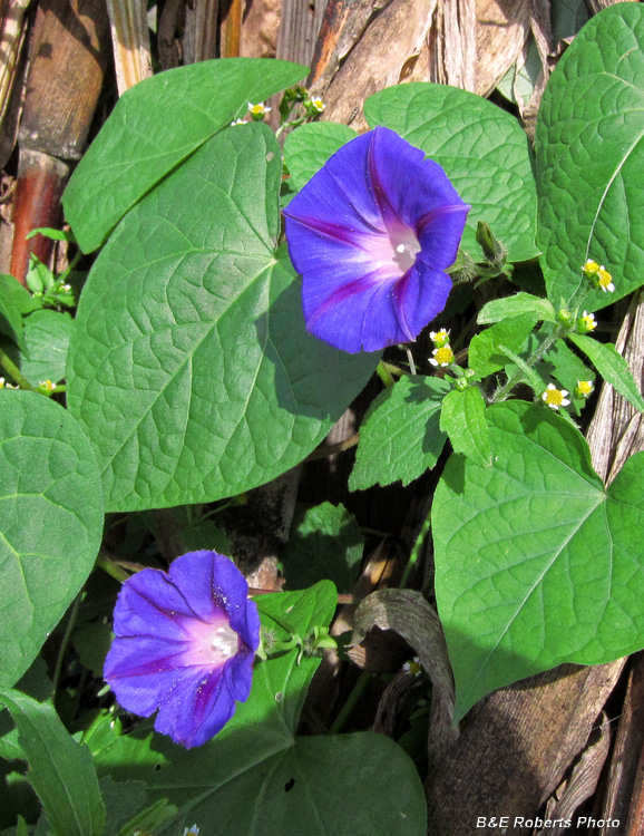 Morning_Glories