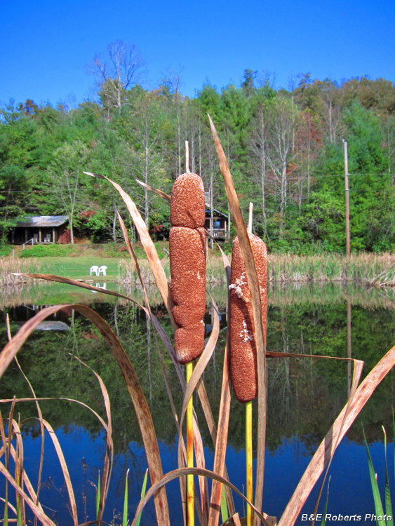 CatTails