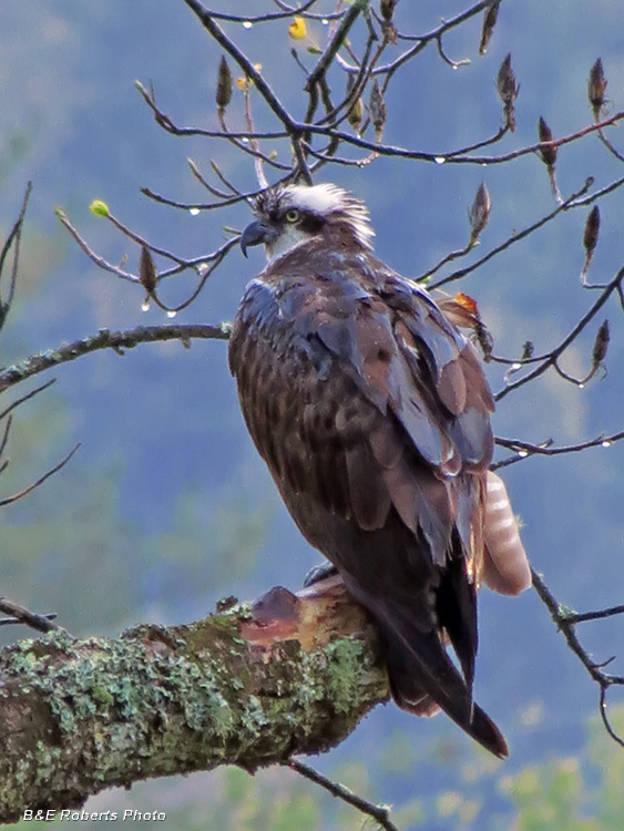 Osprey