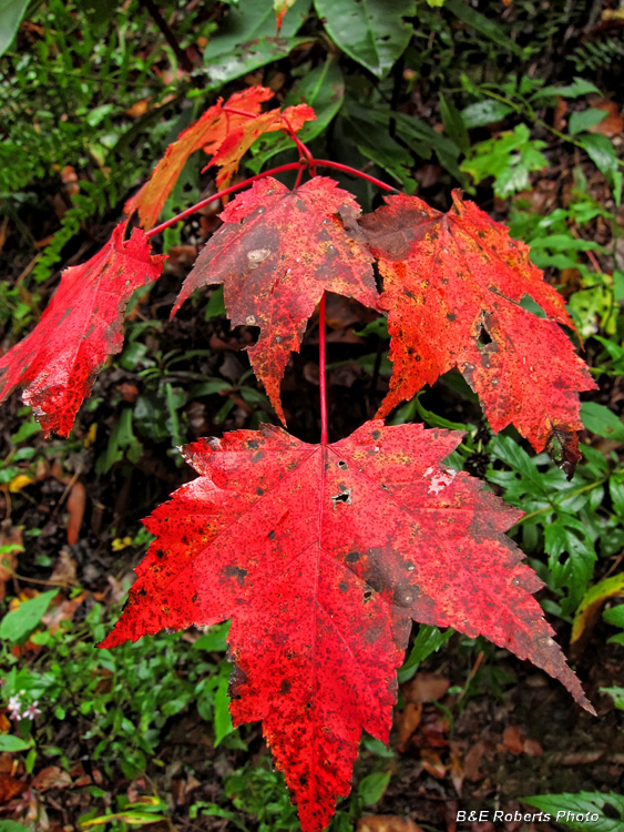 Maple_leaf