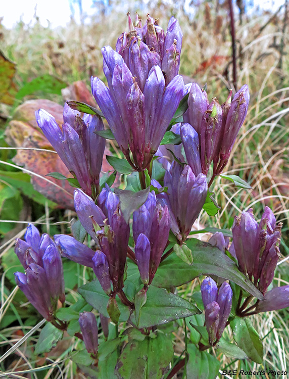 Gentians