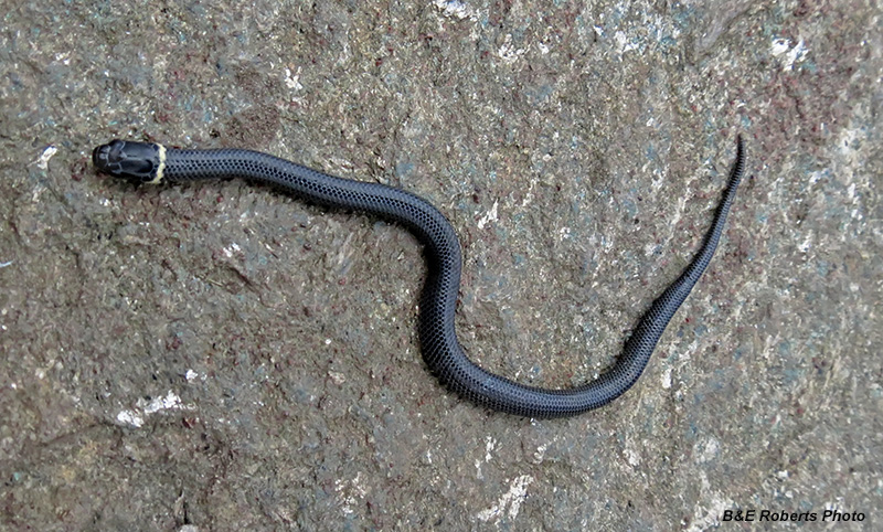 Ringneck_Snake