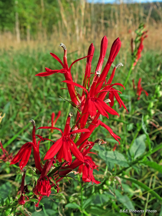 Cardinal_Flower