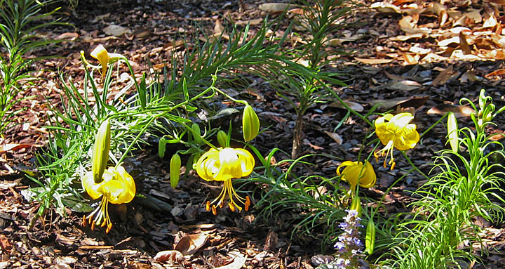 yellow_lilies