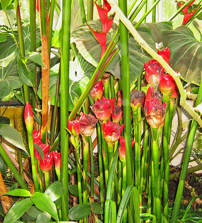red_plants