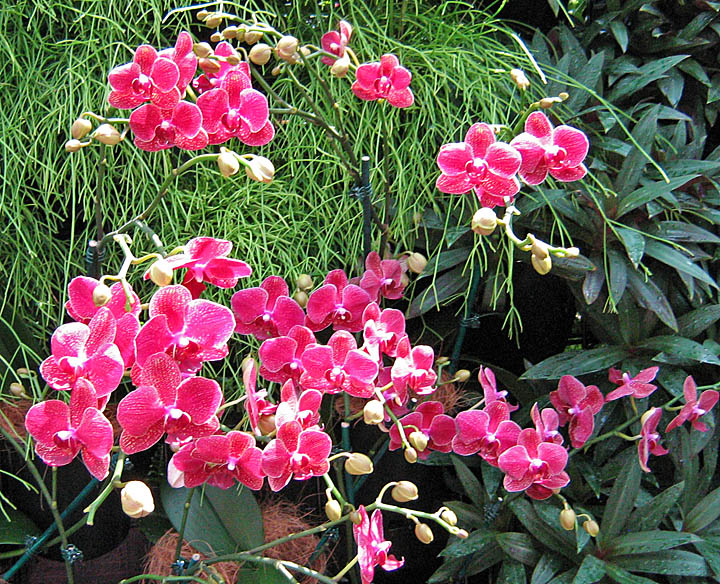 pink_plant