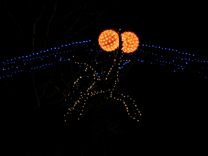Dragonfly_lights