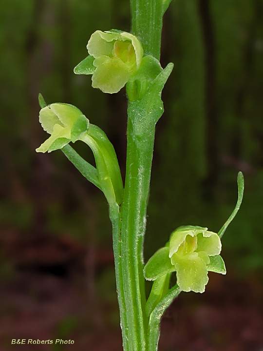 Platanthera_flava