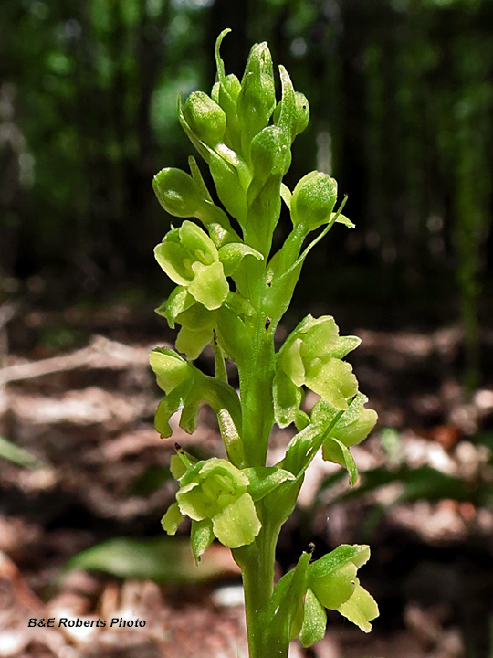 Platanthera_flava