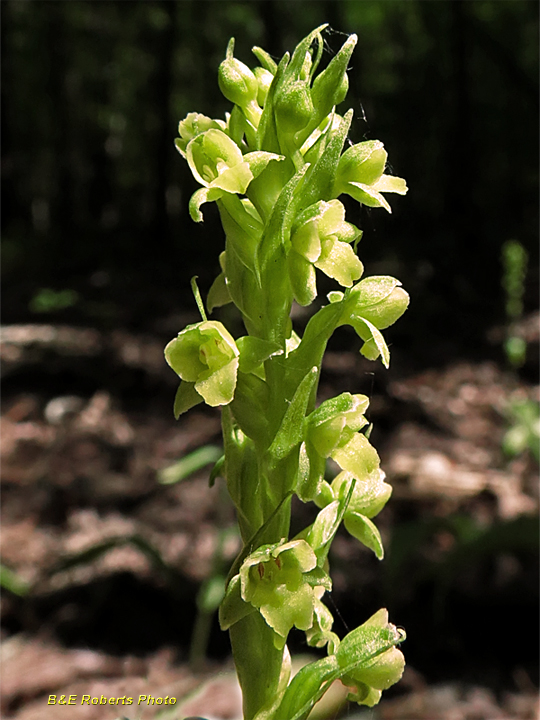 Platanthera_flava