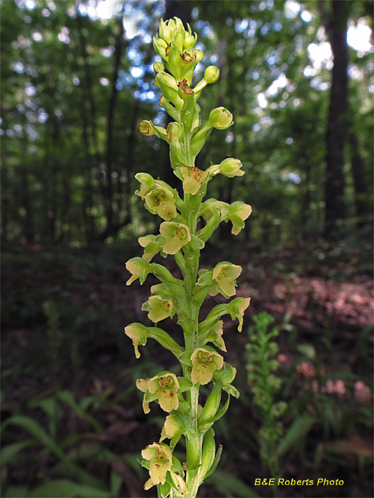 Platanthera_flava