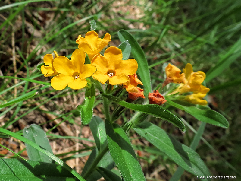 Hoary puccoon