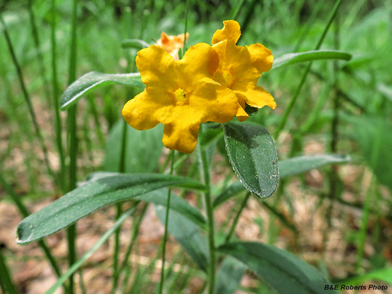 Hoary puccoon