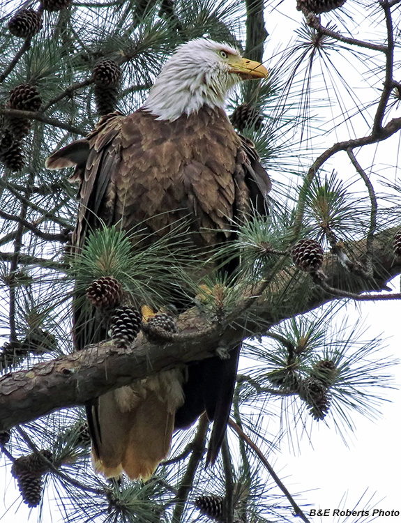 Bald_Eagle