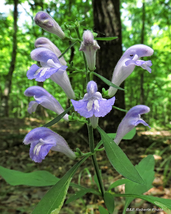 Helmet_skullcap