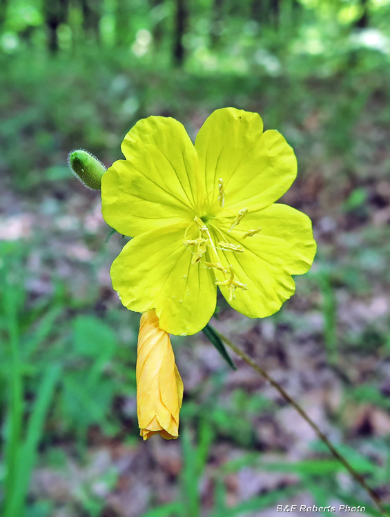 Oenothera_fruticosa