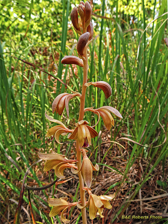 Spiked_Crested_Coralroot