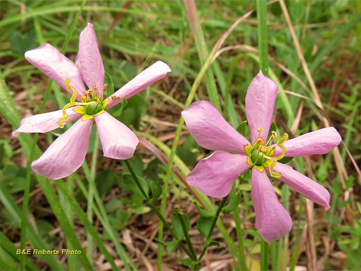 Sabatia