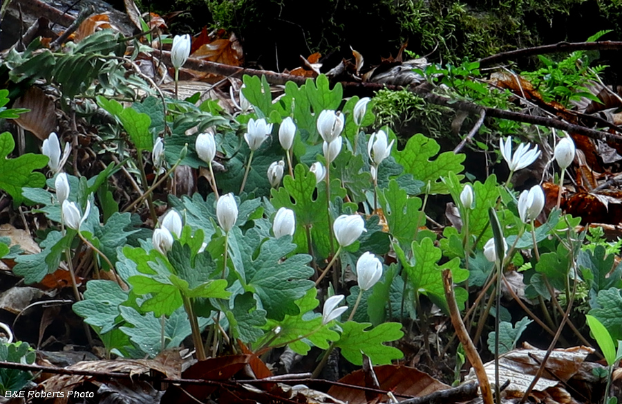 Bloodroot_buds