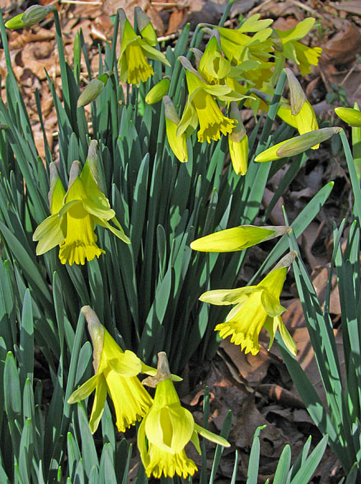 Daffodils_blooming