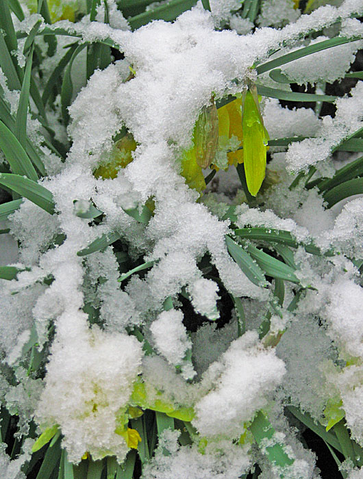 Snowy_Daffodils