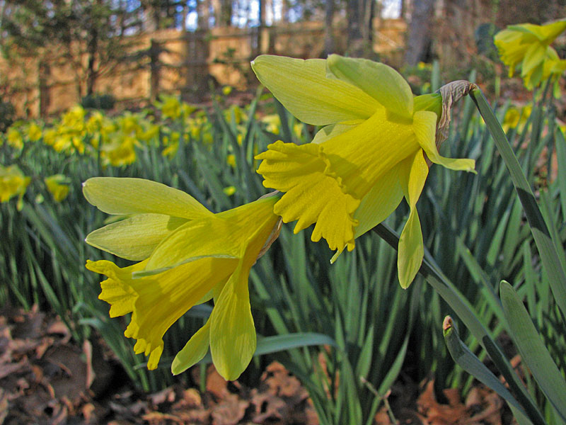Daffodils_recovered