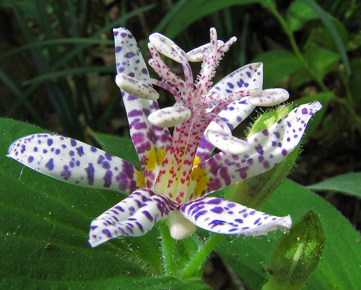 Toad_Lily