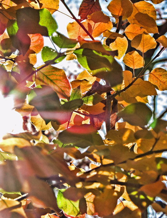 Sun_leaves