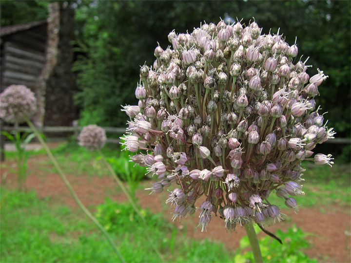 Allium