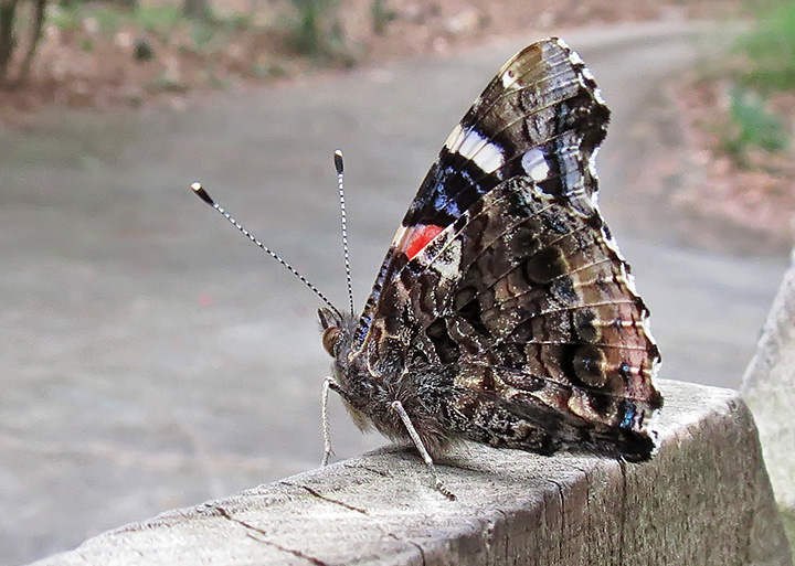 Red_Admiral