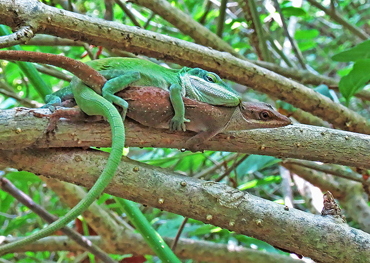 Mating_anoles