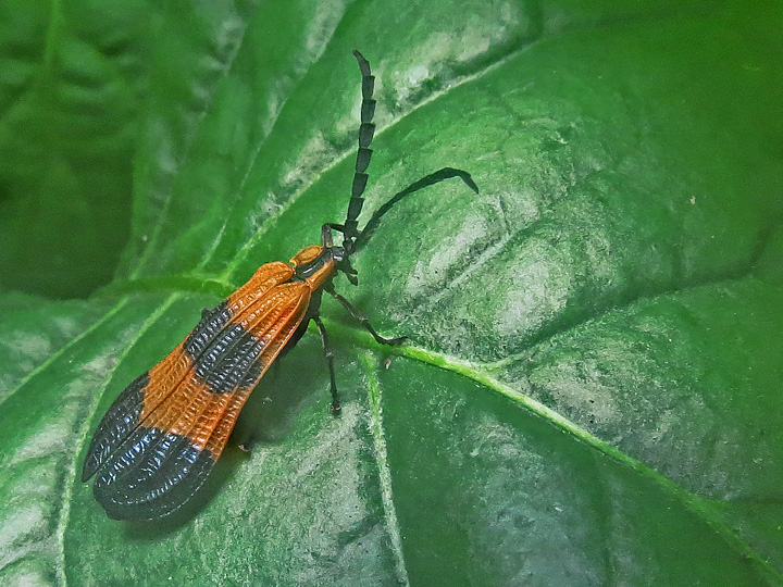 Netwinged_beetle
