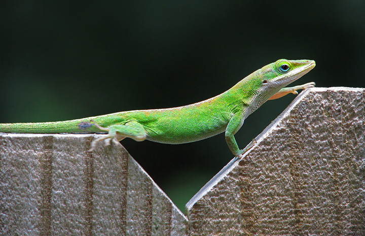 Anole_on_fence